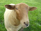 https://image.noelshack.com/fichiers/2017/51/4/1513889799-mouton1.jpg