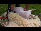 https://image.noelshack.com/fichiers/2017/51/4/1513889818-mouton2.jpg