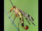 https://image.noelshack.com/minis/2017/51/5/1513968393-panorpa-vulgaris-male.png