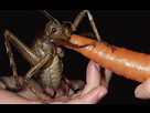 https://image.noelshack.com/minis/2017/51/5/1513975180-cricket-geant.png