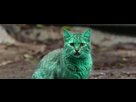 https://image.noelshack.com/minis/2017/51/5/1513979564-chat-vert-francesoir-field-image-de-base-field-mise-en-avant-principale.png