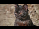 https://image.noelshack.com/minis/2017/51/5/1513980079-animal-familier-sans-abri-de-chat-de-vieil-ecoulement-nasal-liquide-malade-de-morve-exterieur-88632054.png