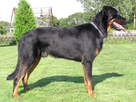 https://image.noelshack.com/minis/2017/52/1/1514205143-beauceron-adulte-debout-sur-l-herbe.png