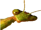 https://image.noelshack.com/minis/2017/52/3/1514331364-quoi-transpa.png