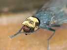 https://image.noelshack.com/minis/2017/52/3/1514372533-1493227724-30a59522d555971d24b00daefe303423f8d08fd9a0eff6fdbfa72c2cf881bee5.png