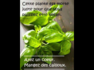 https://image.noelshack.com/minis/2017/52/3/1514407528-feuille-caillou.png