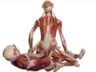 https://image.noelshack.com/minis/2017/52/5/1514586716-bodies-revealed-17.png