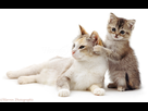 https://image.noelshack.com/minis/2017/52/6/1514656872-04286-cute-cat-and-kitten-white-background.png