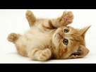 https://image.noelshack.com/minis/2017/52/6/1514656956-little-cute-cat-1920x1080.png