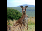 https://www.noelshack.com/2017-52-6-1514661658-e-gouvernement-australien-estime-que-les-kangourous-sont-trop-nombreux-dans-la-region-de-canberra-49147-w620.jpg