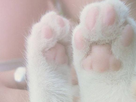 https://image.noelshack.com/minis/2018/02/4/1515627736-ab326a7b0910eca205c7344b8d0855da-cat-paws-kitty-cats.png
