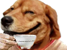 https://image.noelshack.com/fichiers/2018/02/5/1515714937-1500962689-dogcafe.png