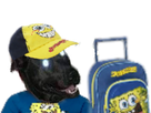 https://image.noelshack.com/fichiers/2018/02/7/1515923432-chien-pyj.jpg