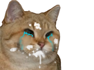 https://image.noelshack.com/fichiers/2018/03/2/1516058124-chat.png