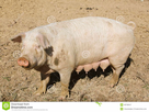 https://image.noelshack.com/minis/2018/03/5/1516366577-porc-de-femelle-adulte-dans-la-cour-de-porc-48758547.png