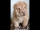 https://image.noelshack.com/minis/2018/04/4/1516915388-petitpotam.png
