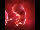 https://image.noelshack.com/minis/2018/04/5/1516921540-le-foetus-a-11-semaines-de-grossesse.png