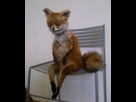 https://image.noelshack.com/minis/2018/04/5/1516950709-taxidermie-renard.png