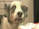https://image.noelshack.com/minis/2018/05/2/1517329280-thousand-yard-stare-dog.png