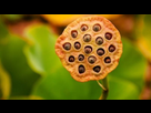https://image.noelshack.com/minis/2018/05/6/1517631008-la-trypophobie-est-le-fait-d-avoir-peur-des-petits-trous-comme-ceux-des-akenes-de-lotus-62113-w696.png