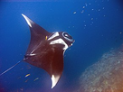 https://image.noelshack.com/fichiers/2018/05/7/1517740267-290px-manta-birostris-thailand4.jpg