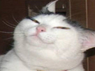 https://image.noelshack.com/minis/2018/05/7/1517777204-kat.png