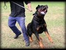 https://image.noelshack.com/fichiers/2018/06/3/1518027216-rottweiler.jpg