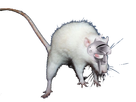 https://image.noelshack.com/minis/2018/06/3/1518036121-ratambo-armor.png