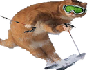 https://image.noelshack.com/fichiers/2018/06/4/1518051951-funny-cat-ski.jpg