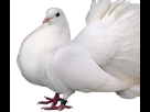https://image.noelshack.com/fichiers/2018/06/4/1518114354-pigeon-queue-de-paon-blanc.jpg