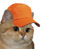 https://image.noelshack.com/fichiers/2018/06/5/1518158074-1516486267-chat-casquette.png