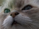 https://image.noelshack.com/minis/2018/06/7/1518309149-whathecat.png