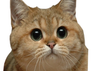 https://image.noelshack.com/fichiers/2018/07/1/1518460123-1515868615-chat-loiku.png