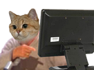 https://image.noelshack.com/fichiers/2018/07/1/1518460608-1515880747-chatissdou.png