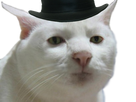 https://image.noelshack.com/fichiers/2018/07/3/1518569926-chatdo-chapeau-top-hat-krankin.png