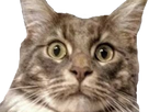 https://image.noelshack.com/fichiers/2018/07/4/1518697771-wtfcat.png