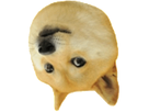 https://image.noelshack.com/fichiers/2018/07/6/1518868257-doge-right-reverse.png