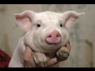 https://image.noelshack.com/minis/2018/07/7/1518989247-1391377706-du-porc-a-la-place-de-l-agneau.png