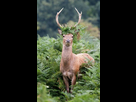 https://image.noelshack.com/minis/2018/08/2/1519135118-cerf.png