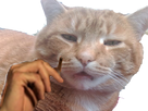 https://image.noelshack.com/fichiers/2018/08/3/1519222037-chatlol4.png