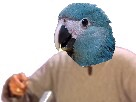 https://image.noelshack.com/fichiers/2018/09/1/1519670769-1497303113-image.jpeg