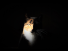 https://image.noelshack.com/fichiers/2018/09/5/1520017540-dsc-0590-2.jpg