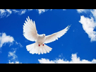 https://image.noelshack.com/minis/2018/10/1/1520252418-colombe-1000x563-c.png
