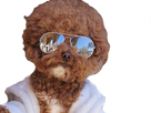https://image.noelshack.com/minis/2018/10/3/1520423519-chien-lunettes.png