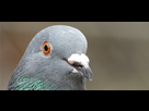 https://www.noelshack.com/2018-10-3-1520430006-pigeon.png