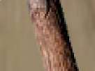 https://image.noelshack.com/minis/2018/10/4/1520549249-77-xv5ioduy.png