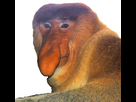 https://image.noelshack.com/fichiers/2018/10/5/1520606198-f3a09cc853-50037156-619px-portrait-of-a-proboscis-monkey.jpg