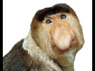 https://image.noelshack.com/minis/2018/10/5/1520606198-images.png