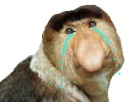 https://image.noelshack.com/fichiers/2018/10/5/1520608591-pleurer.jpg