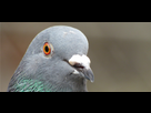 https://www.noelshack.com/2018-11-1-1520836276-pigeon.png